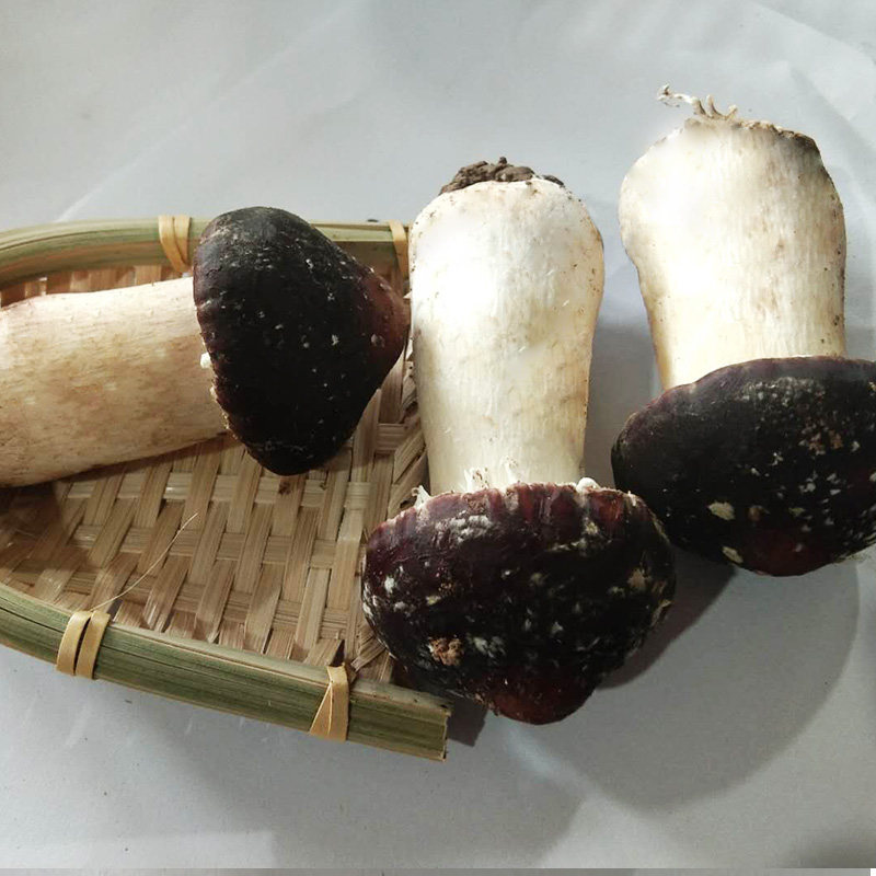 新鲜松茸