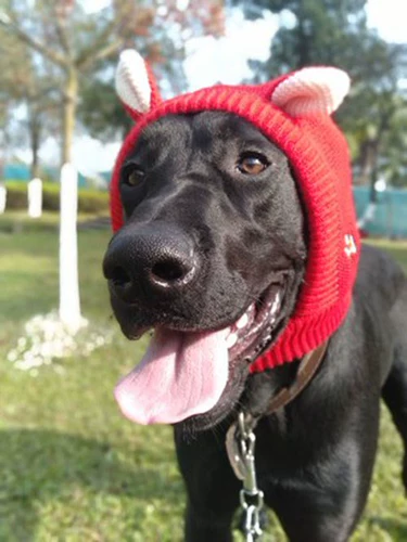 Собака лабрадорскую шляпу лабрадо зима большая собака милый шерстяной шерстя