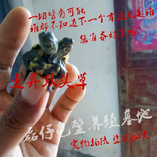 Саженцы черепах могут вылучать яйца черепах, оплодотворенные яйца, богатства черепахи, китайские чернила черепахи, золотая линия