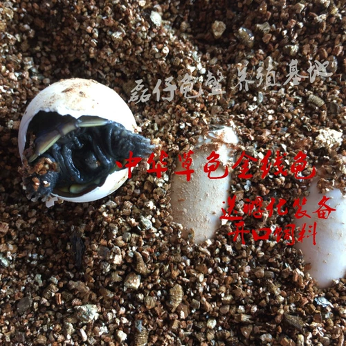 Саженцы черепах могут вылучать яйца черепах, оплодотворенные яйца, богатства черепахи, китайские чернила черепахи, золотая линия