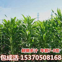 Семена Фравао, ржаная трава сладкая сорго