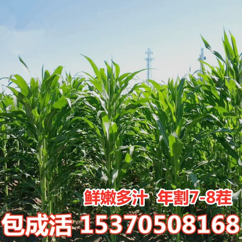 Семена Фравао, ржаная трава сладкая сорго