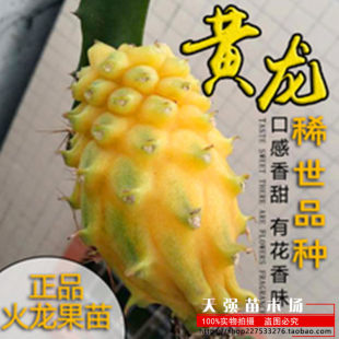 [Желтая драконья плодовая деревья с бесплатной доставкой fruit]