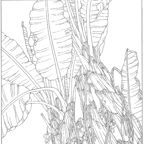 Электронная версия картинка цветок, цветок, птица, птица и птица белый рисунок, драфт, гонгби рисунок китайская линия рисования рисование практические материалы