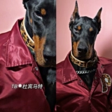 Оригинальная дикая собачья собачья узора в диком городе, любящий воротнич, средне -ориентированную собаку может быть заменена