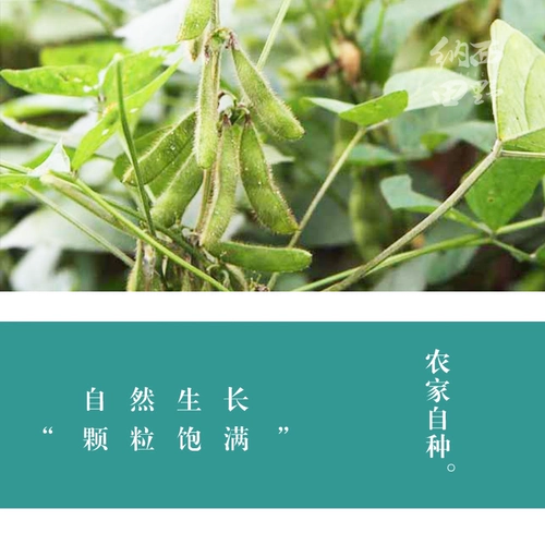 Naxi Field Qingren Black Bean Green Core Farmer Farmer Farmer Разное зерно зеленое сердце черное соево