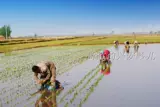 Северо -восточный рис Mi Gimi Rice 5 кг в ароматизаторе, громкий аромат.