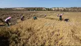 Северо -восточный рис Mi Gimi Rice 5 кг в ароматизаторе, громкий аромат.