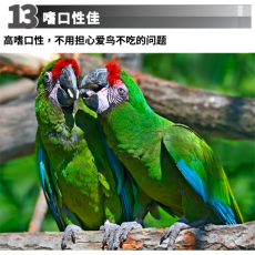 Гнездо 蓝绿和尚小金太阳凤梨黄边吸蜜灰机凯克大型活鸟鹦鹉治疗训练租赁