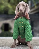 Собака для любимой собаки большая собака зимняя хлопчатобумажная пиджак сгущенной теплой армия зеленое хлопок