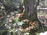 Хейзел гриб дикие грибы Чангбай Маунья Дикая орешка Грибы Натуральный сухой сухой