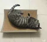 Кошка кошачья мебель маленькая изогнутая кошка, хватая кошачья диван большой натуральный меч с кошачьим кровать