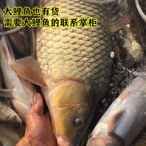 River Carp 3 Catties 78 Юань бесплатная доставка SF Special Products Fresh Ofnement питание супа Live Fish Slauthing Fish и выпустите рыбу, чтобы выпустить