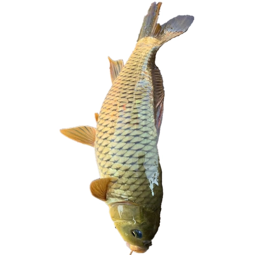 River Carp 3 Catties 78 Юань бесплатная доставка SF Special Products Fresh Ofnement питание супа Live Fish Slauthing Fish и выпустите рыбу, чтобы выпустить