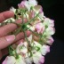 Hoa cẩm tú cầu hoa đầu hoa bóng tường hoa vòm tóc mũ trùm đầu DIY hoa nhân tạo hoa trang trí hoa - Hoa nhân tạo / Cây / Trái cây hoa đào giả Hoa nhân tạo / Cây / Trái cây