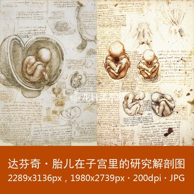 Женские гениталии DA VINCI и пять нарисов на рисунках плода в электронных рисунках матки 2