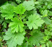 Абрикосовый