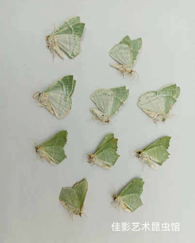 Спецификации моли мотыльки с морским зеленым глин