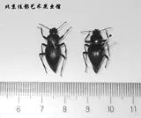 Jiaing Desert Aravian A Davidation Armor, упрощающая необработанную мокрую червя.