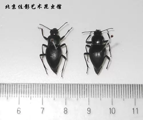 Jiaing Desert Aravian A Davidation Armor, упрощающая необработанную мокрую червя.