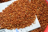 Красный гадо попугай птицы корм для корм