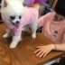 TLB tùy chỉnh cotton cha mẹ-con chó Áo thun Teddy Bomei chó nhỏ chó quần áo quần áo phòng máy lạnh mùa hè - Quần áo & phụ kiện thú cưng mũ bảo hiểm cho mèo Quần áo & phụ kiện thú cưng