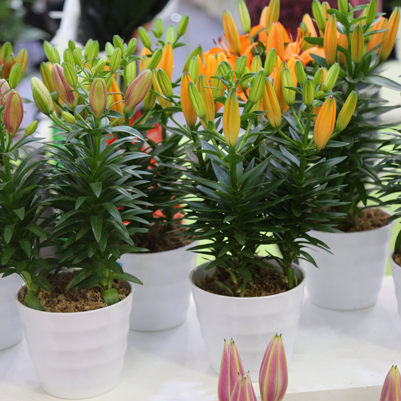 进口香水百合种球带芽四季花卉种子室内阳台绿植百合花种球盆栽