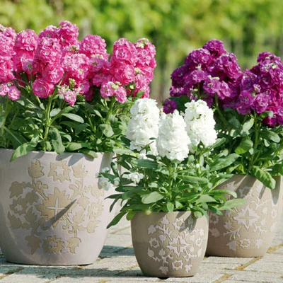 Lianlianxuan Purple Lan Seeds Searnsing Flowers and Seeds Four Seasons Цветения цвету