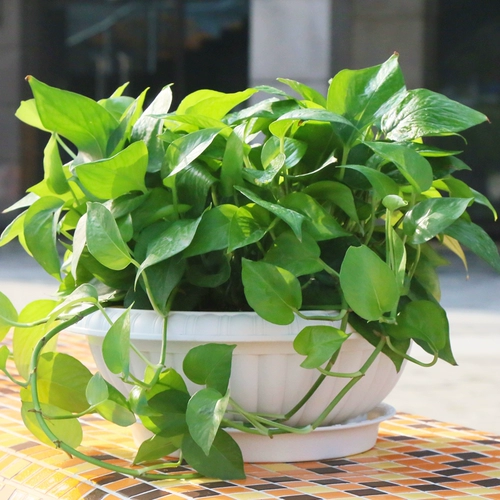 Lianlian Xuan Poly Poly Plastic Green Poed Poor Pot Grumdite Pot Pot Creative Room В помещении бесплатная доставка