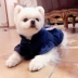 Quần áo cho chó, váy của phụ nữ, váy công chúa, Fan Bomei Teddy, Yorkshire, mùa thu và mùa đông, áo khoác len, trang phục mèo cưng - Quần áo & phụ kiện thú cưng