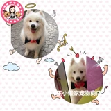 ПЭТ БОЛЬШОЙ ДОБАВИТЬ Свадебная свадьба Новый год рождественские украшения воротника Золотой Рето Само Хузак Средний Доги