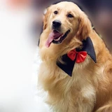 ПЭТ БОЛЬШОЙ ДОБАВИТЬ Свадебная свадьба Новый год рождественские украшения воротника Золотой Рето Само Хузак Средний Доги