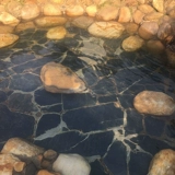 Натуральные голубы