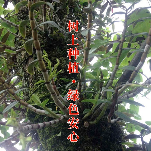 Dendrobium officinale Dry Strip 250 г/500 грамм юннань галстук Дендробоин Свежий золото барбекю Золотое барбекю Клен