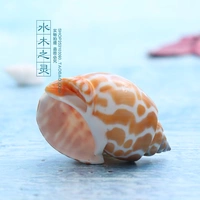Dongfeng Snails японские фениксы натуральные раковины раковины цветочные пятна живые крабовые рулон оболочка улитка