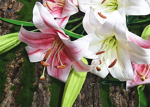 Симуляция лилия увлажнение