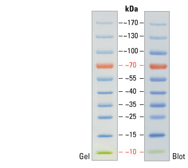 26616(sm0671) fermentas超低分子量預染蛋白marker