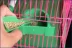 Parrot Bird Lồng Phụ kiện Bộ nạp nhựa Trái cây Ngã ba Bàn chải Làm sạch Máy quét nước Myna Grackle Đồ dùng cho chim Dụng cụ - Chim & Chăm sóc chim Supplies