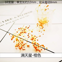 Трехмерные сушеные цветы по всему оранжевому цвету звезд (1 коробка)