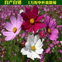 Персидский хризантемммно -смешанный цвет составляет около 10000 зерен