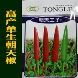 Острые династии Tianjiao Pepper Pepper Seeds Seeds Spring Spring Summer Four Seasons Xiaomi Super Spine Miao Miao North South