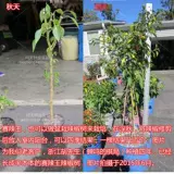 Острые династии Tianjiao Pepper Pepper Seeds Seeds Spring Spring Summer Four Seasons Xiaomi Super Spine Miao Miao North South