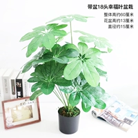 Принесите горшок 18 счастливых растений в горшках