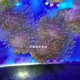 Искусственная зеленая кожа для бороды, длинная кожа для бороды, коралловая кожа, две зеленые гирлянды, кожа зеленой кожи для бороды, три зеленых кожи для новичков