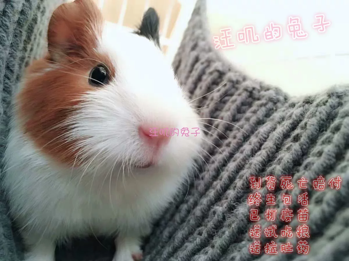 Волк-ий свиной живой малыш из Нидерландов, Dutch Dolustri, Dolka Rats, Dutch Rats, Dutch Rat Live, питание семьи Patron
