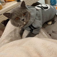 Панда пуговица и зима плюс бархатный серый