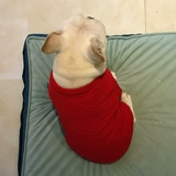 Английская-ду-ду-баго причудливая одежда падает, и зима сгущенная сплошная толстая толстая собачья рубашка Corgi Средняя собака одежда для домашних животных