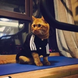 Короткий кошачий кошка кошка кошка одета в голубой кот белый черный английский короткий кошачий хлопковой свитер плюшевая собака осень и зимнее платье