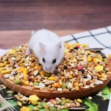 Бесплатная доставка ветчина маленькая домашняя хомя