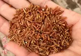 Сельская любовь 2020 Ферма красный рис красный коричневый рис.
